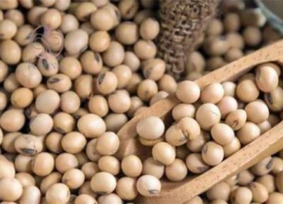 28 هزار هکتار زمین کشاورزی به زیر کشت سویا رفت