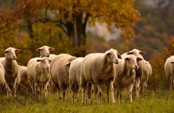 خرید آنلاین و ساده گوسفند زنده در تهران