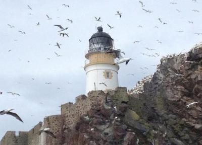 بازدید از مرکز پرندگان دریایی در اسکاتلند