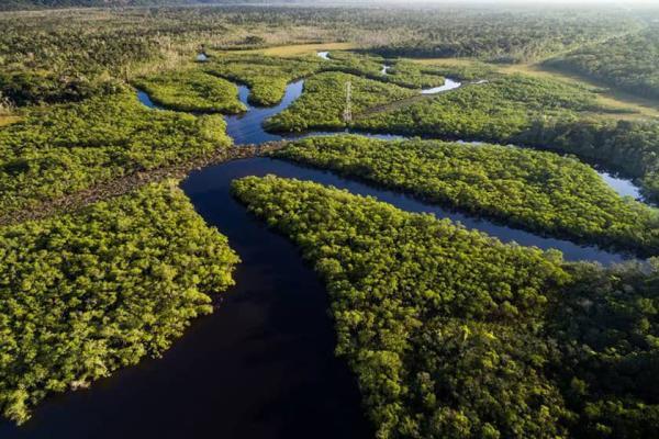 آیا جنگل های آمازون به زودی به مرحله برگشت ناپذیری می رسند؟