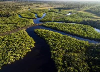 آیا جنگل های آمازون به زودی به مرحله برگشت ناپذیری می رسند؟