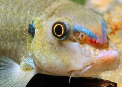 دهان این ماهی آکواریومی سلاح است!، عکس