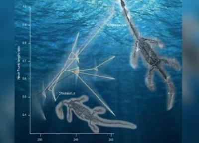 فسیل هیولای دریایی 250 میلیون ساله در چین پیدا شد، عکس