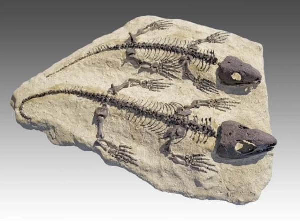کشف قدیمی ترین پوست فسیل شده با قدمت 300 میلیون سال