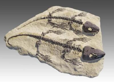 کشف قدیمی ترین پوست فسیل شده با قدمت 300 میلیون سال